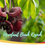 6 Manfaat Buah Kepuh