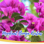 6 Manfaat Bunga Kertas