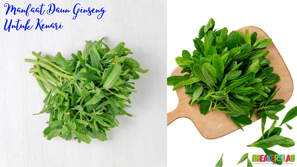 Manfaat Daun Ginseng Untuk Kenari