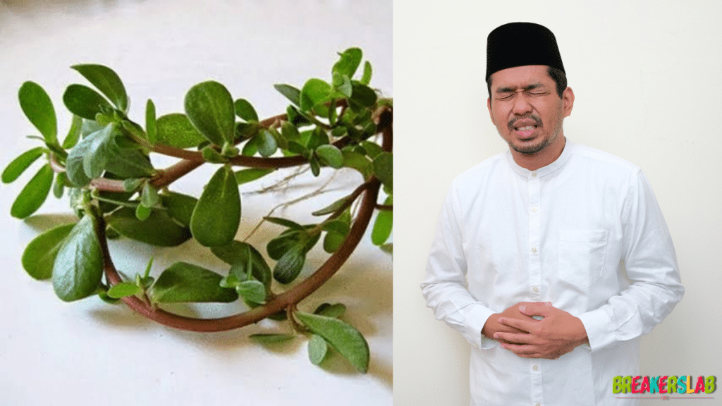 Manfaat Daun Krokot untuk Lambung