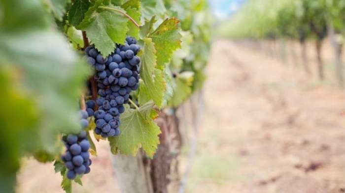Buah Anggur: Manfaat Kesehatan dan Ragamnya