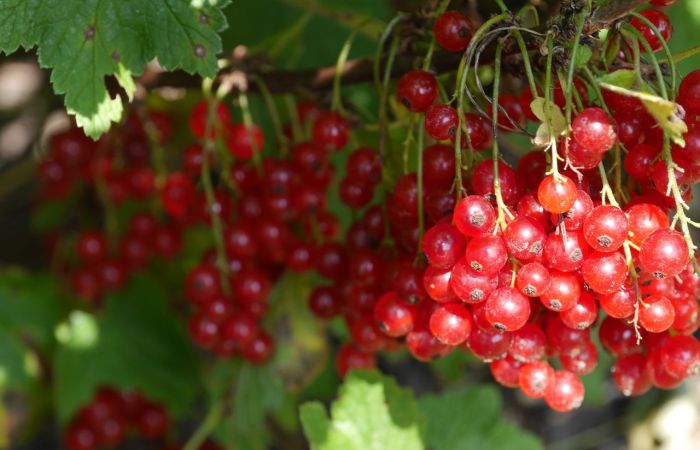 Manfaat Luar Biasa Buah Cranberry untuk Kesehatan dan Kecantikan