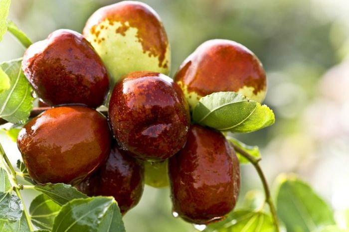 Manfaat Luar Biasa Buah Jujube untuk Kesehatan dan Kecantikan