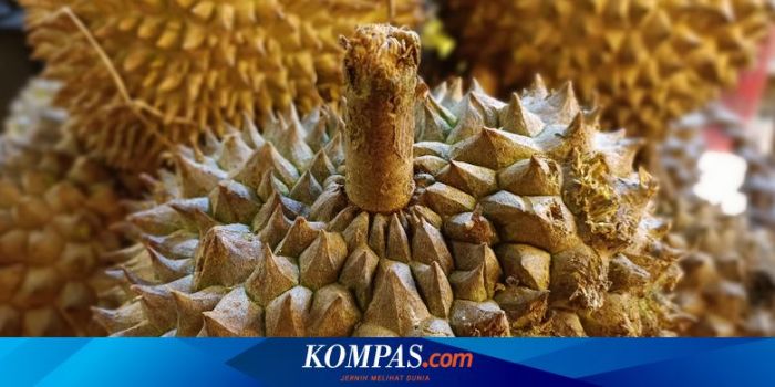 Kandungan dan Manfaat Buah Durian yang Menakjubkan