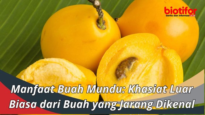 Segudang Manfaat Buah Mundu: Kesehatan, Kecantikan, dan Lainnya