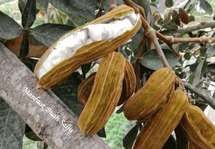 Manfaat Buah Salju Bali: Khasiat, Kuliner, Bisnis, dan Tradisi