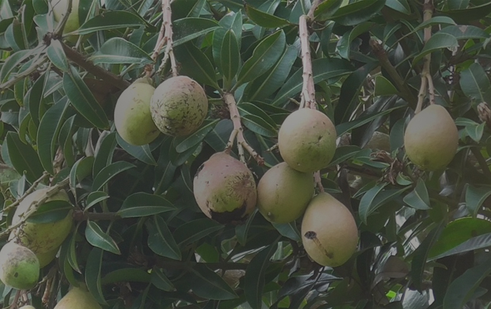 Manfaat Buah Wani: Nutrisi, Kuliner, Kesehatan Kulit, dan Industri Farmasi