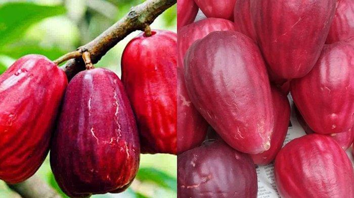 Manfaat Buah Jambu Bol: Superfood untuk Kesehatan Pencernaan dan Antioksidan