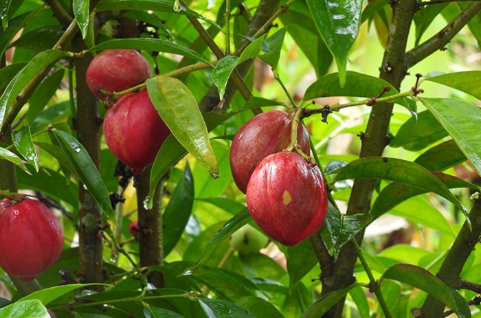 Manfaat Ajaib Buah Dewa: Khasiat Kesehatan, Penggunaan Tradisional, dan Potensi Farmakologi