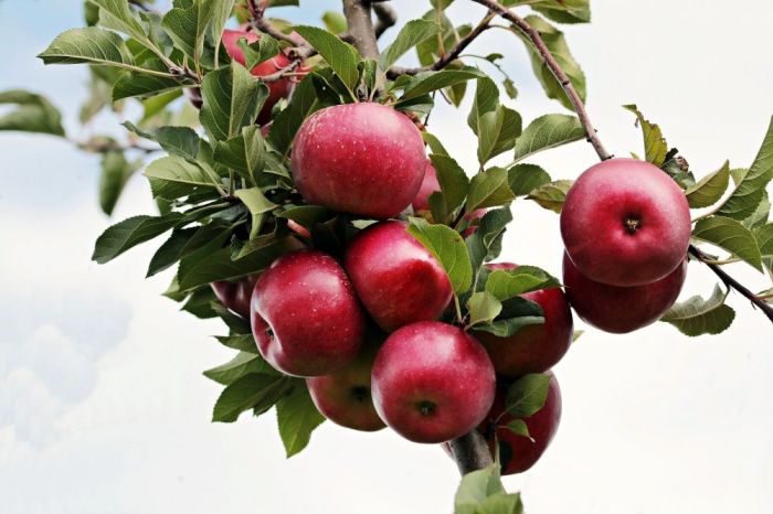 Manfaat Apel: Buah Kaya Nutrisi untuk Kesehatan dan Kecantikan