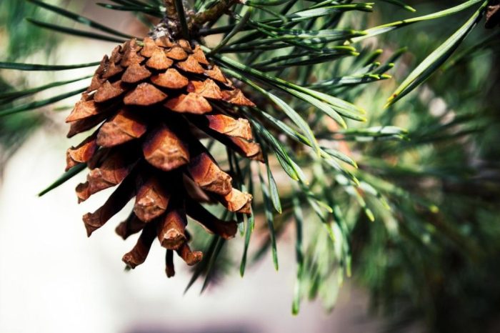 Manfaat Buah Pinus Kering: Nutrisi, Pencernaan, dan Kesehatan Jantung