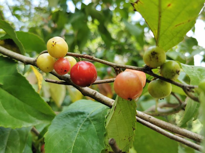 Manfaat Buah Lobi-lobi: Antioksidan, Anti-inflamasi, dan Kesehatan Jantung