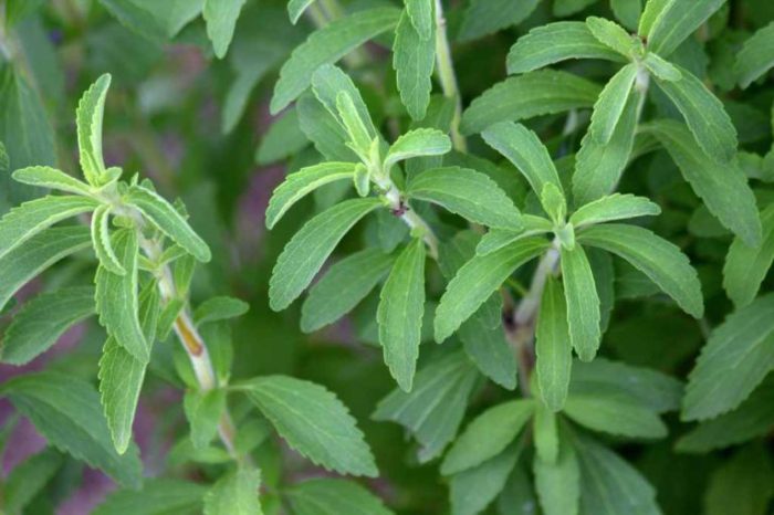 Manfaat Daun Stevia: Pemanis Alami untuk Kesehatan dan Kuliner