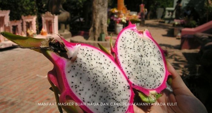 Manfaat Masker Buah Naga untuk Kecantikan Kulit Wajah