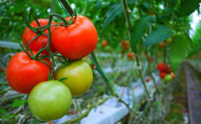 Manfaat Tomat untuk Kesehatan Pria: Jaga Kesehatan dari Dalam ke Luar