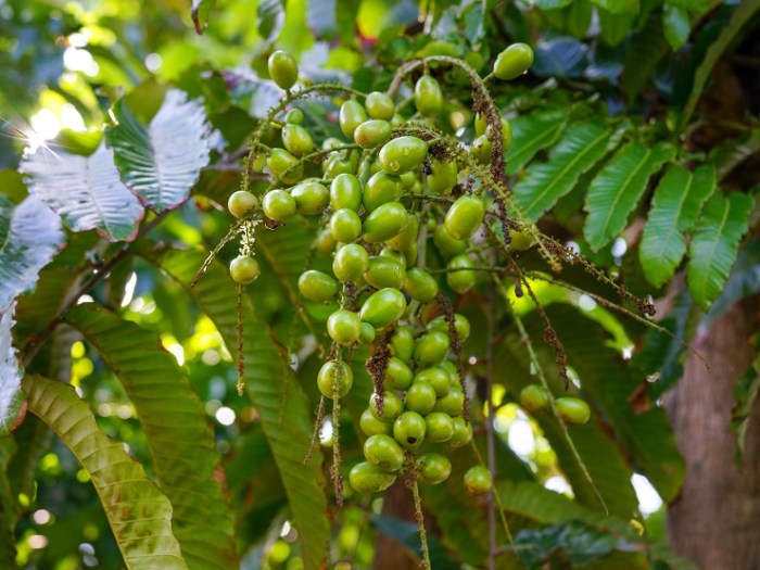 Manfaat Buah Matoa untuk Kesehatan: Meningkatkan Imunitas, Menjaga Jantung, dan Menyehatkan Kulit