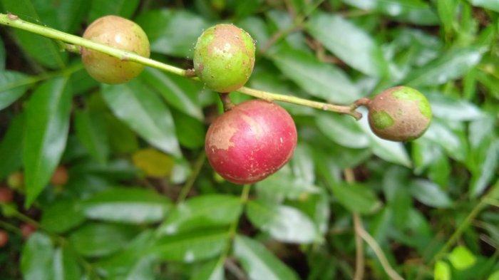 Manfaat Luar Biasa Buah Trenggulun untuk Kesehatan