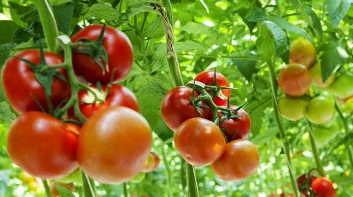 Manfaat Buah Tomat untuk Wajah: Rahasia Kulit Sehat dan Cerah
