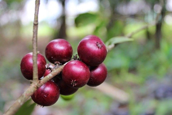 Manfaat Buah Lobi-lobi: Antioksidan, Anti-inflamasi, dan Kesehatan Jantung