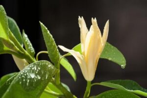 Manfaat Bunga Kantil, Dari Kesehatan hingga Ritual