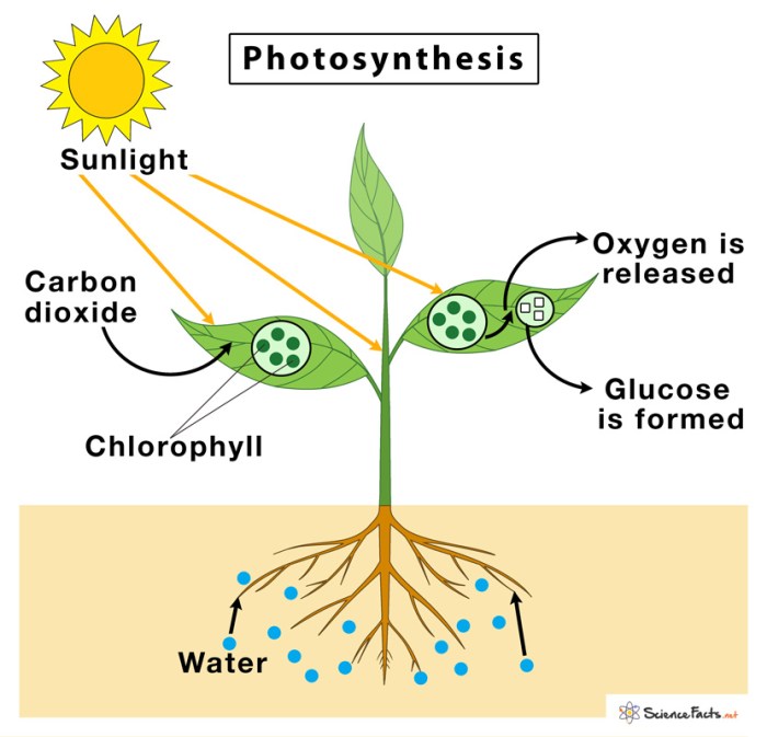 Manfaat Fotosintesis bagi Tumbuhan, Menopang Kehidupan di Bumi