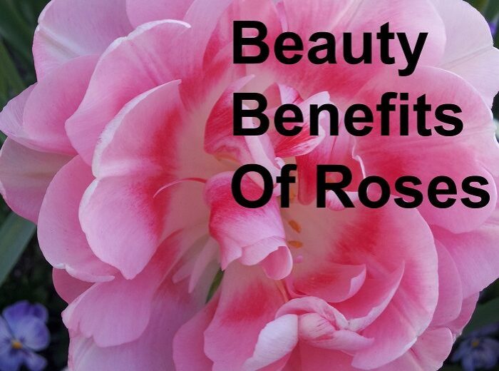 Manfaat Bunga Mawar, Keindahan, Kesehatan, dan Simbolisme
