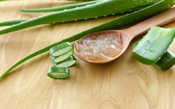 Manfaat Aloe Vera Gel, Rahasia Kesehatan dan Kecantikan