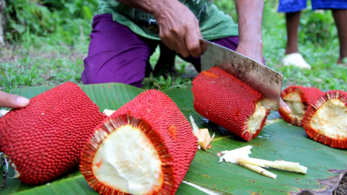 Manfaat Buah Merah Papua, Sumber Nutrisi dan Antioksidan untuk Kesehatan