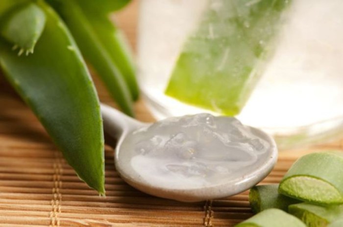 Manfaat Aloe Vera Gel, Rahasia Kesehatan dan Kecantikan