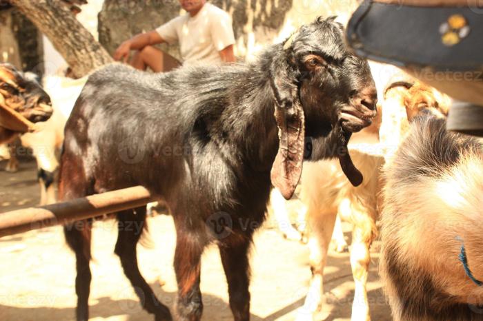 Manfaat Susu Kambing Etawa, Sumber Nutrisi dan Kesehatan