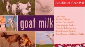 Manfaat Susu Kambing Etawa Naga Sp, Khasiat Unik untuk Kesehatan