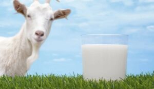 Manfaat Susu Kambing Gomars untuk Diet, Alternatif Sehat untuk Menurunkan Berat Badan