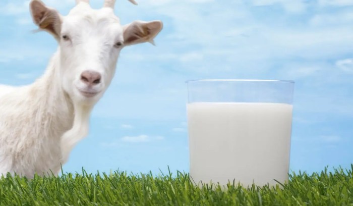 Manfaat Susu Kambing Etawa Naga Sp, Khasiat Unik untuk Kesehatan