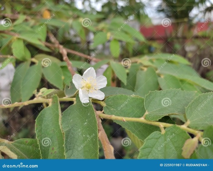 Manfaat Buah Talok, Kesehatan Jantung, Gula Darah, dan Peradangan