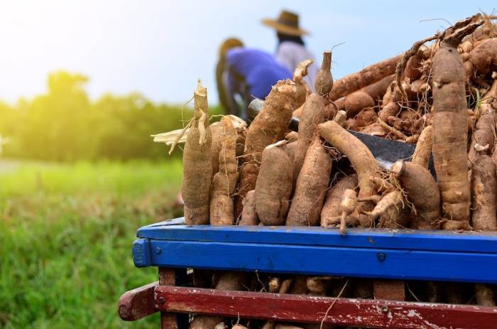 Cara Membuat Rolade Daun Singkong, Sajian Lezat dan Unik