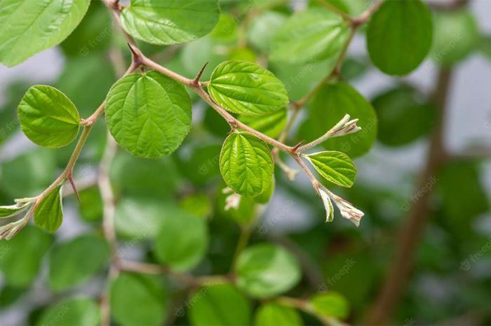 Cara Minum Daun Bidara untuk Menghilangkan Sihir