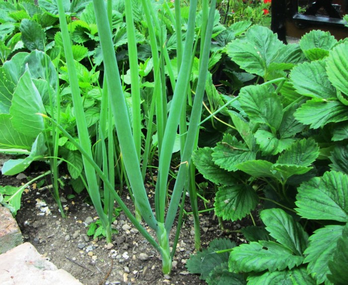 Cara Tanam Daun Bawang, Panduan Lengkap untuk Hasil Panen Optimal