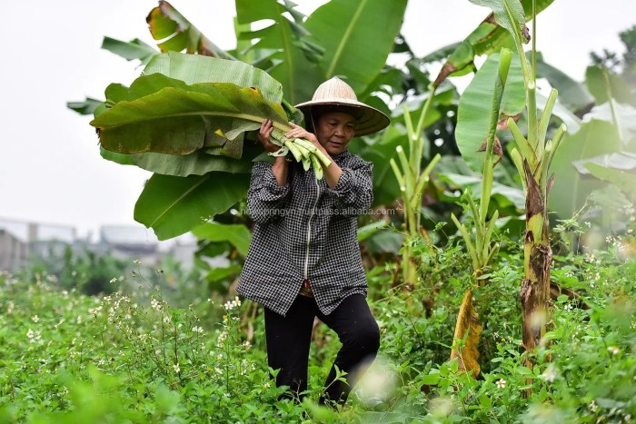 Cara Ekspor Daun Pisang, Panduan Lengkap untuk Petani dan Pengusaha