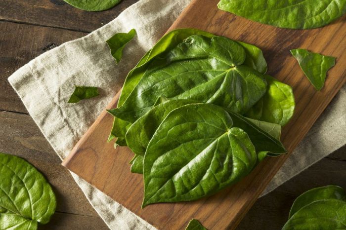 Obati Benjolan dengan Daun Sirih, Cara Tradisional dan Peringatannya