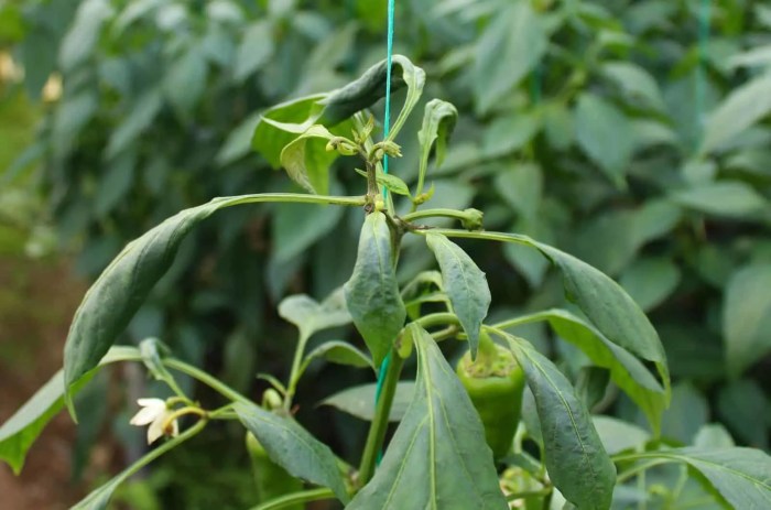 Atasi Daun Cabe Keriting, Rahasia Tanaman Sehat dan Berbuah Lebat