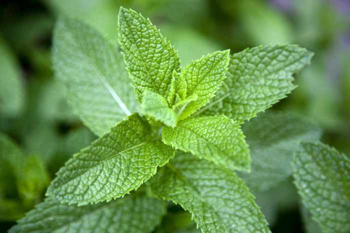 Tumbuhkan Daun Mint Segar di Rumah dengan Mudah