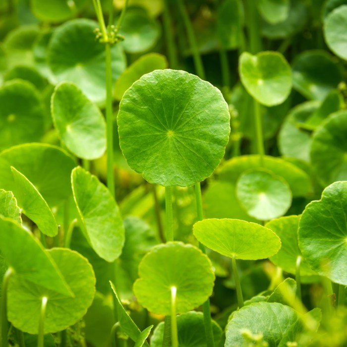 Cara Mengolah Daun Tapak Liman, Rahasia Manfaat Kesehatan dari Tanaman Herbal