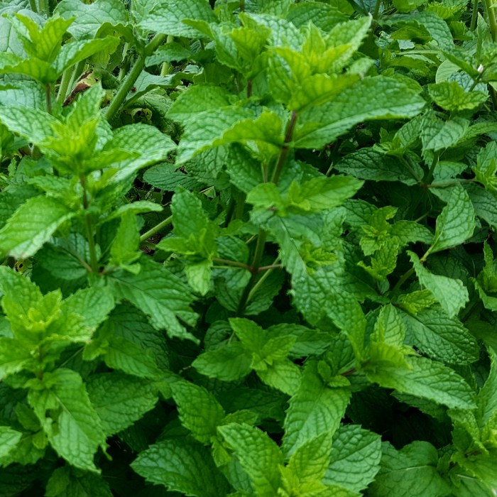 Tumbuhkan Daun Mint Segar di Rumah dengan Mudah