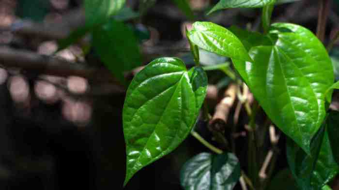 Obati Benjolan dengan Daun Sirih, Cara Tradisional dan Peringatannya