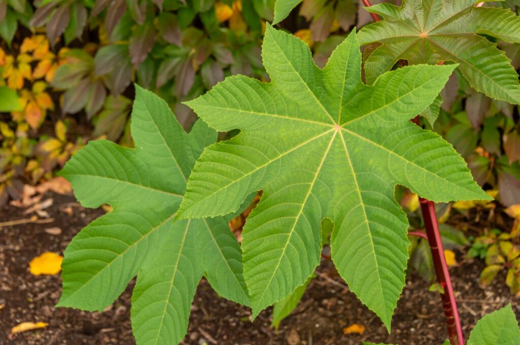 Cara Pengobatan dengan Daun Jarak, Manfaat dan Risiko