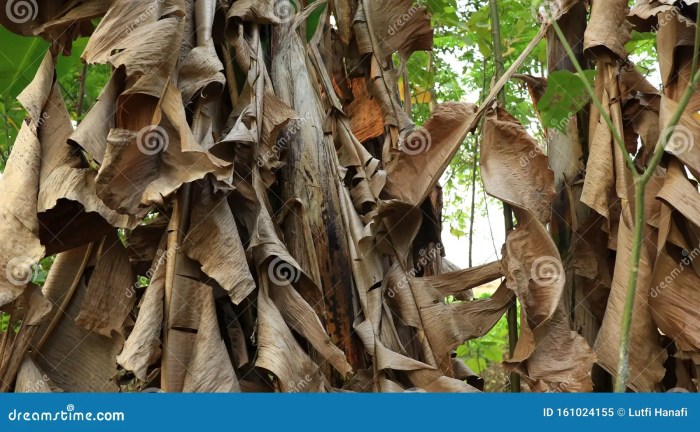 Membuat Bunga Indah dari Daun Pisang Kering