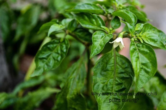 Atasi Daun Cabe Keriting, Rahasia Tanaman Sehat dan Berbuah Lebat