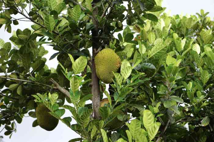 Cara Membuat Rok Unik dari Daun Nangka