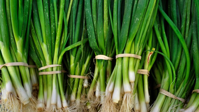 Cara Menanam Bawang Daun, Panduan Lengkap dari Persiapan hingga Panen