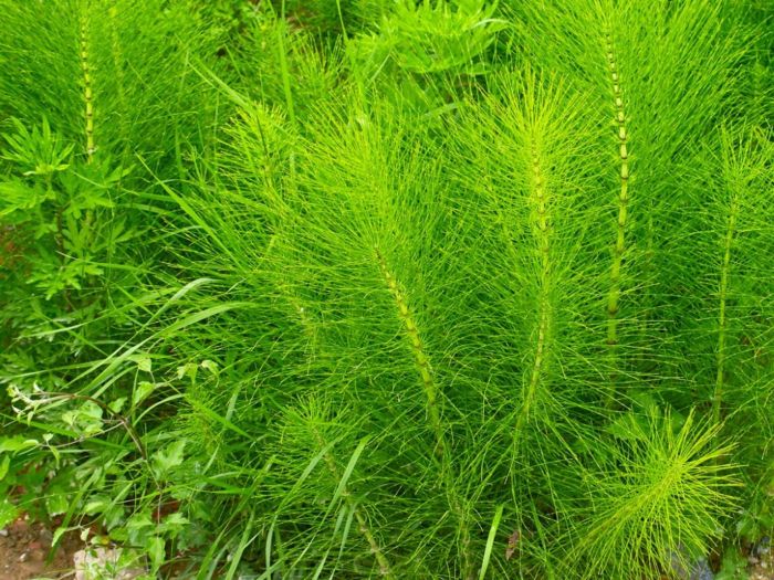 Cara Mengkonsumsi Daun Pecut Kuda, Panduan Lengkap untuk Kesehatan